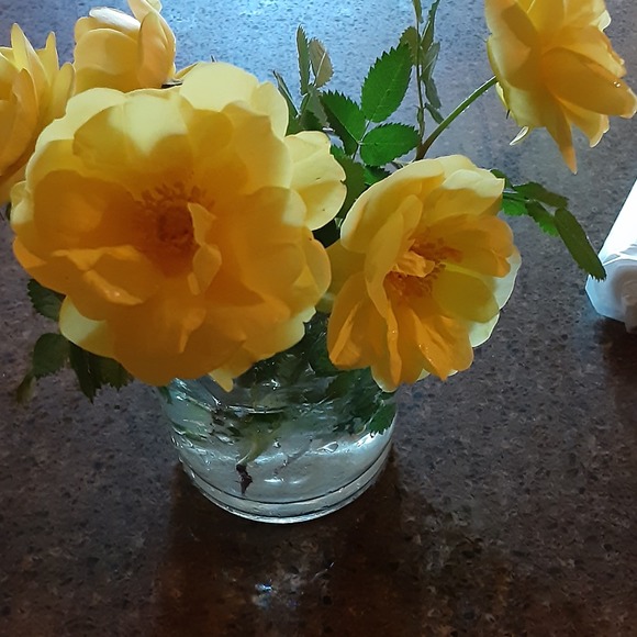 Meet your Posher, Amy - Picture 1 of 1